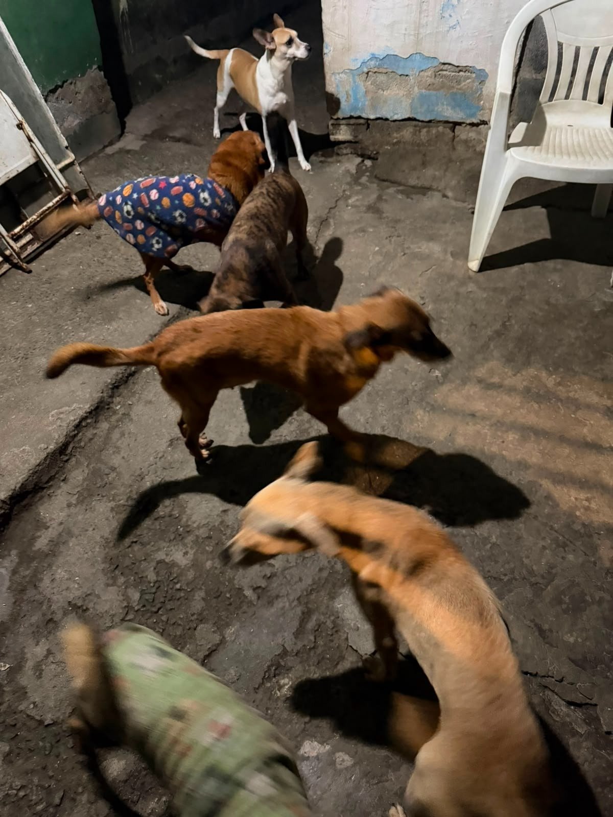 Pretinha, gata para adoção